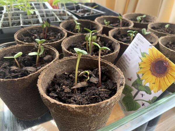 Sunflower seedlings hotsell
